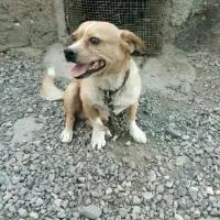 سگ پیت بوی
