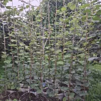 فروش نهال کیوی یکساله،دوساله،پیوندنشده(تلخ)درتالش