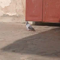 جوجه دورگ