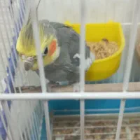 دوتا عروس 6۰۰ میدم