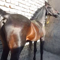 اسب مشکی پنج ساله عرب کرد خالص