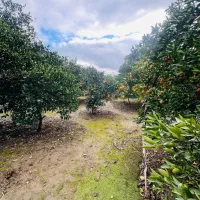 مالکم۳۲۰۰متر زمین بیش از صدنوع درخت مرکبات/سندجواز