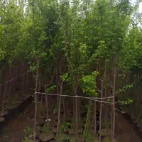 نهال درختان کشت بافتی 5ساله داخل سطل آماده کاشت