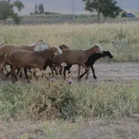 مغان،چینی