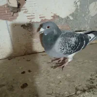 دوبر نر سرعتی