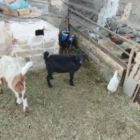 بزغاله جمل