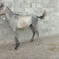کرهنریاندوسالهکردکرهچتالآریاسب