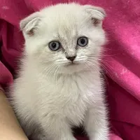 گربه قشنگ