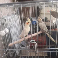 عروس هلندی