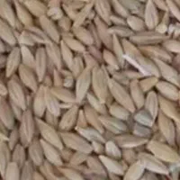 جو سیاه محلی