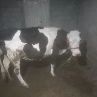 گاو گوساله