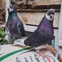 کبوتر