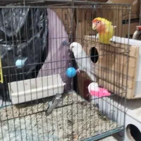 چن جفت پرنده فروشی /عروس کوتوله مرغ عشق سهره