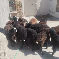 بره نر و ماده شیرمست