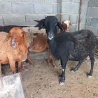 س بره دار افشاری با بره ماده فقط ۲۵میلیون دمه خونه