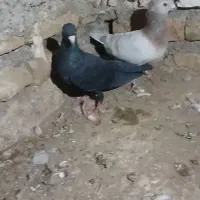 کفتر جوجه کشی مقبول