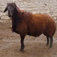 بره محلی از درب دام داری
