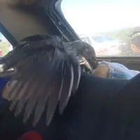جوجه مرغ
