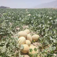 زمین مزروعی