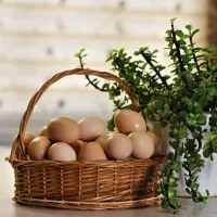 تخم مرغ گلین به شرط نطفه دار