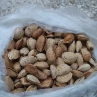 بادام تلخ کاغذی و شیره انگور