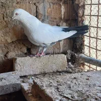نر سفید دم سیاه اصفهانی