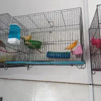 قناری رسمی و رسمی بلند