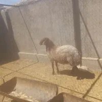 بره قوچ همو