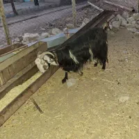 بز بیگ