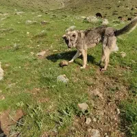 پژدر|سگ|سقز, |دیوار
