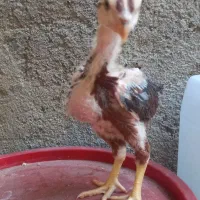 جوجه لاری