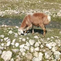 قوچ چینی اصل دوساله