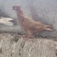کبوتر|پرنده|پلدختر, |دیوار