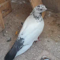 ماده خوب سالم جوجه کن