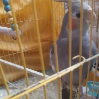 عروس هلندی