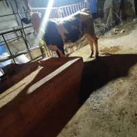 گاو گوساله دار سیمینتال