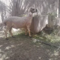 گوسفند دوعددبره چاق سرحال