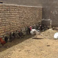 بوقلمون