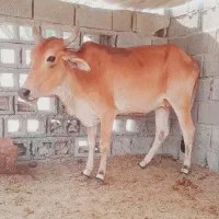 فروش گاو