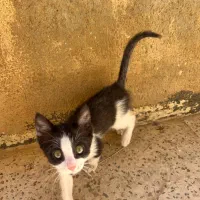 گربه