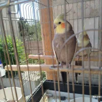 جفت عروس هلندی