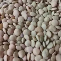 عدس پاک شده