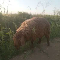 بره نر و ماده