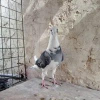 مسافتی گرفتنی