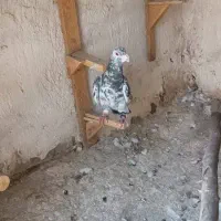 کفتر گمشده قاسم اباد