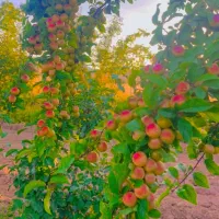 زمین دونبش بلوار ۳۲ مهری