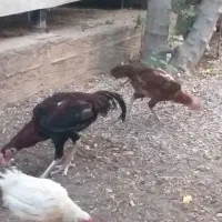 مرغ خروس لاری اصل