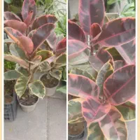 فروش ویژه انواع گلهای فیکوس همراه با گلدان رایگان