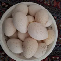 تخم بوقلمون