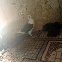 کبوتر دوکت سیا